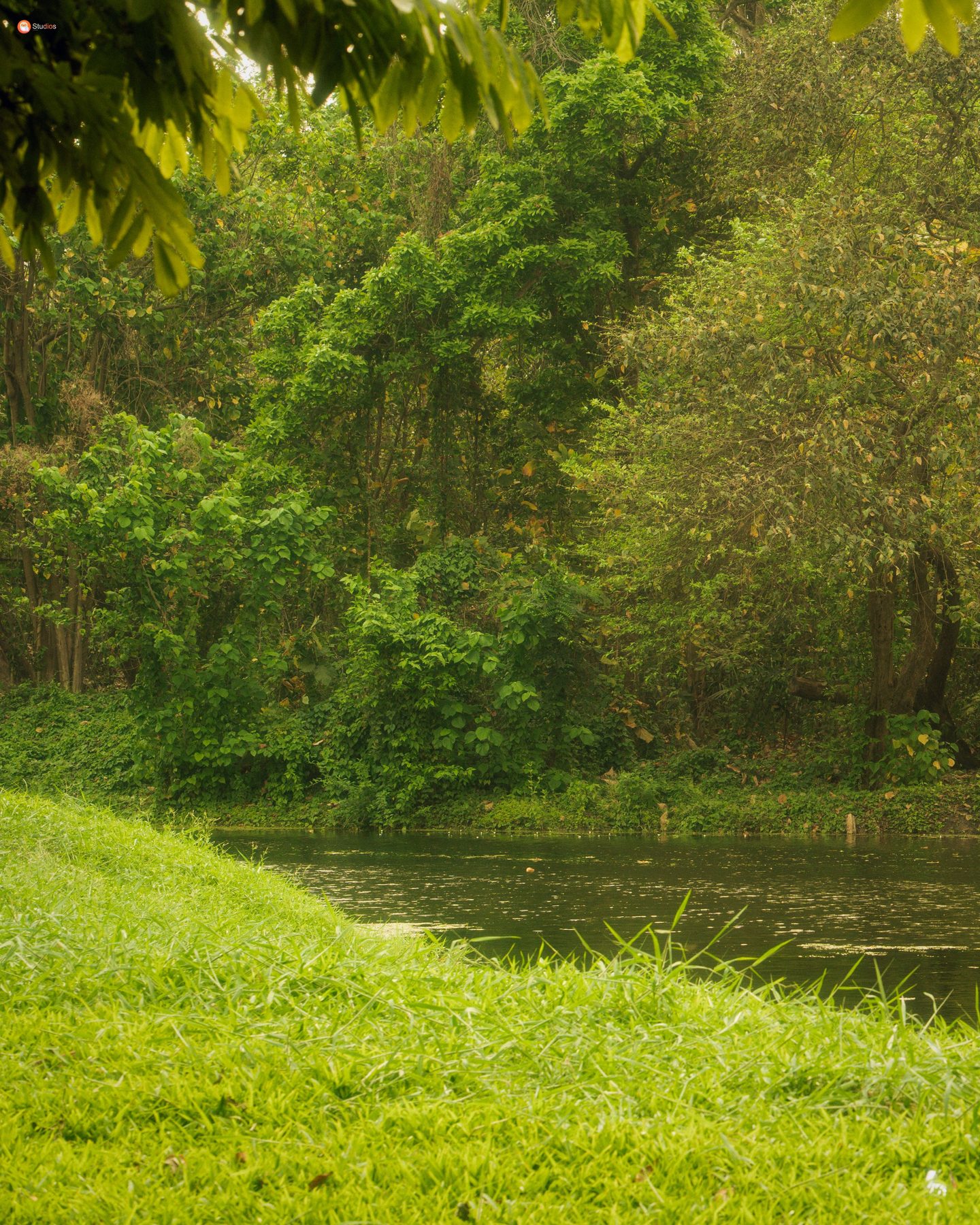 Still pond in green